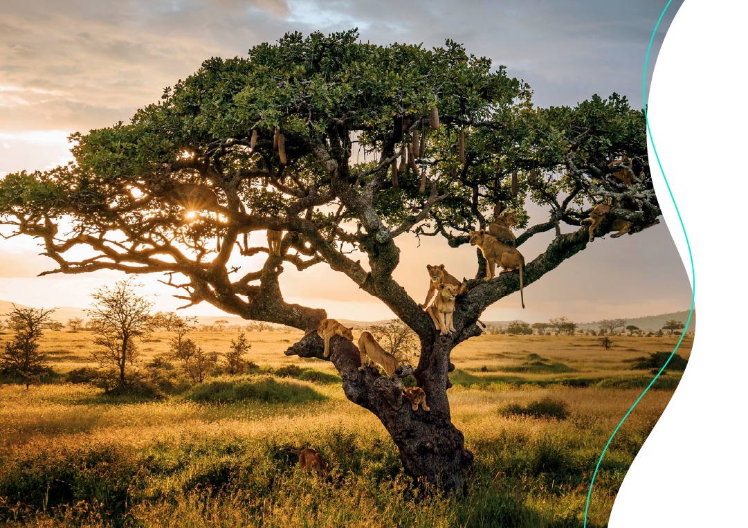 Micato Safaris África de lujo - Guepardos y paisajes salvajes - Reserva tu safari premiado con las ofertas de Molina Viajes