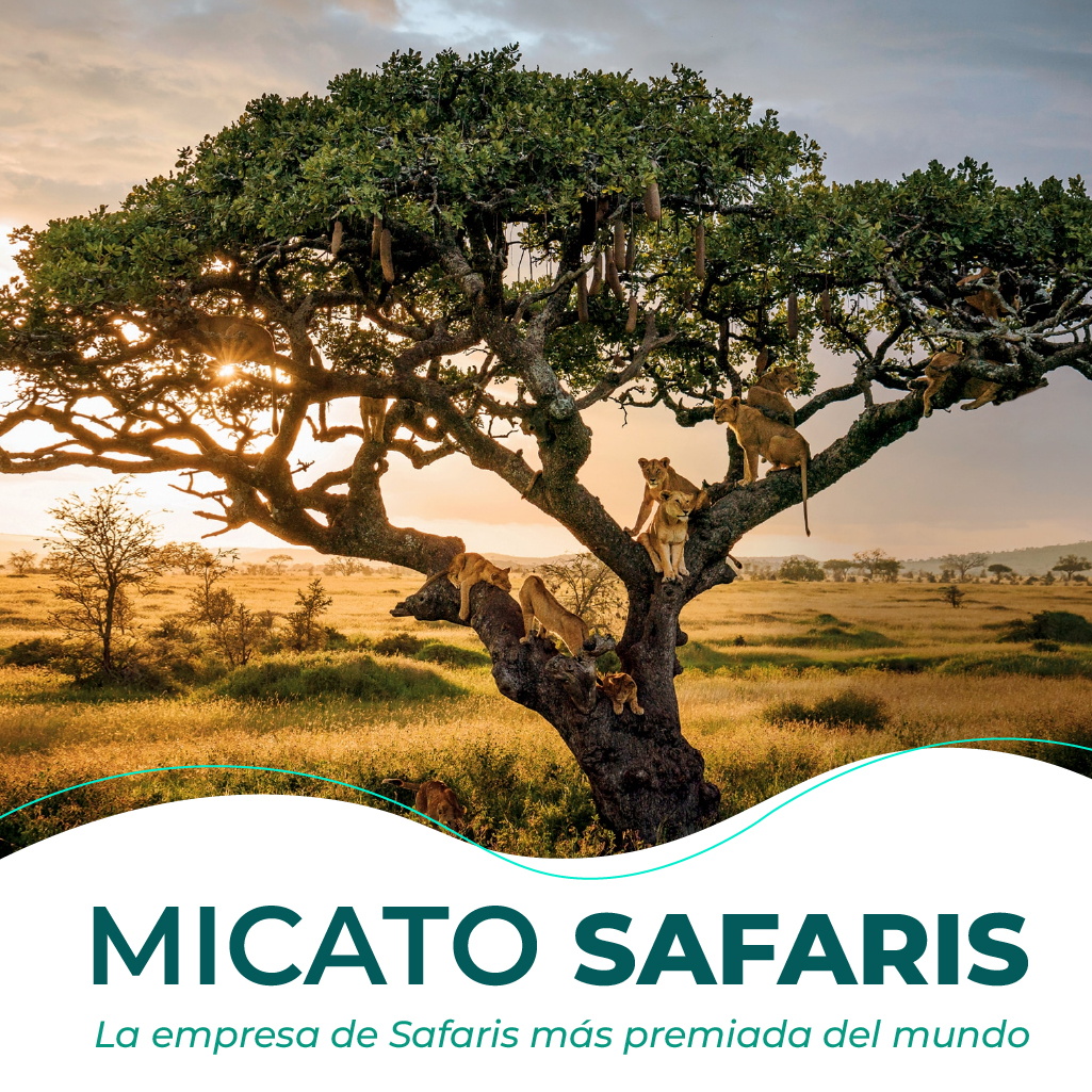 Micato Safaris África de lujo - Guepardos y paisajes salvajes - Reserva tu safari premiado con las ofertas de Molina Viajes